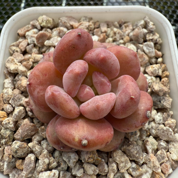 Echeveria 'Pink Jenny' 粉珍妮 -- JCC Succulent Plants