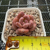 Echeveria 'Pink Jenny' 粉珍妮 -- JCC Succulent Plants