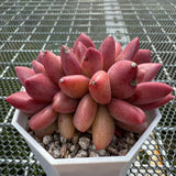 Echeveria 'Red Peach' Crest 红桃缀化 -- JCC Succulent Plants