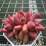 Echeveria 'Red Peach' Crest 红桃缀化 -- JCC Succulent Plants