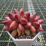 Echeveria 'Red Peach' Crest 红桃缀化 -- JCC Succulent Plants