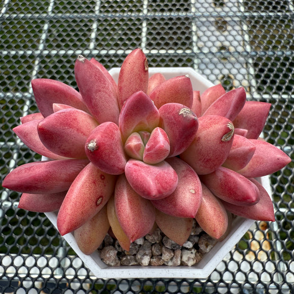 Echeveria 'Red Peach' Crest 红桃缀化 -- JCC Succulent Plants