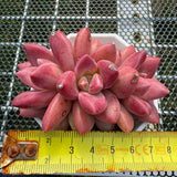 Echeveria 'Red Peach' Crest 红桃缀化 -- JCC Succulent Plants