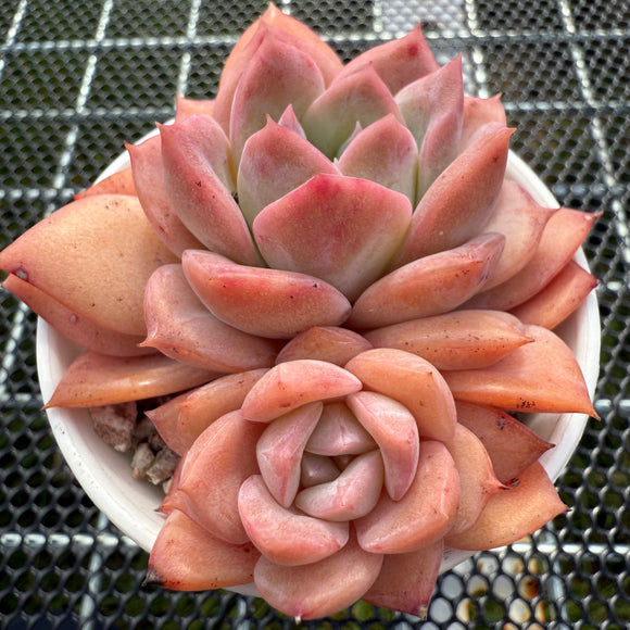 Echeveria 'Pink Smoothie' 粉冰莎 -- JCC Succulent Plants