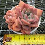 Echeveria 'Pink Smoothie' 粉冰莎 -- JCC Succulent Plants