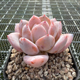 Echeveria Snow Angel 雪天使 -- JCC Succulent Plants