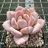 Echeveria Snow Angel 雪天使 -- JCC Succulent Plants