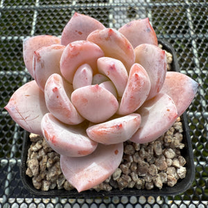 Echeveria Snow Angel 雪天使 -- JCC Succulent Plants