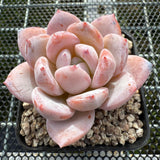 Echeveria Snow Angel 雪天使 -- JCC Succulent Plants