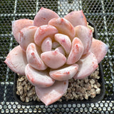 Echeveria Snow Angel 雪天使 -- JCC Succulent Plants