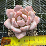 Echeveria Snow Angel 雪天使 -- JCC Succulent Plants