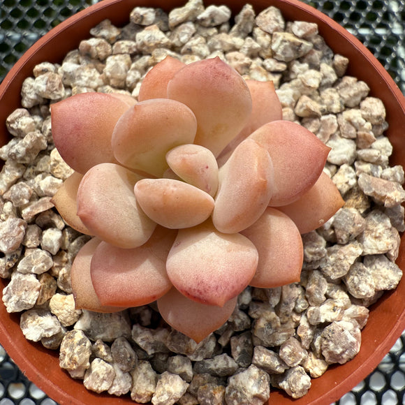 Echeveria 'Ice Cream' 冰淇淋 -- JCC Succulent Plants