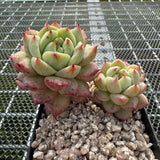 Echeveria 'Blue Bird Champagne' 蓝鸟香槟 -- JCC Succulent Plants