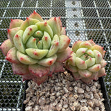 Echeveria 'Blue Bird Champagne' 蓝鸟香槟 -- JCC Succulent Plants