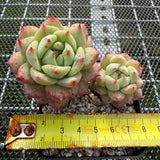 Echeveria 'Blue Bird Champagne' 蓝鸟香槟 -- JCC Succulent Plants