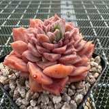 Echeveria 'Seaweed' Monstrose 海苔石化 -- JCC Succulent Plants