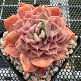 Echeveria 'Seaweed' Monstrose 海苔石化 -- JCC Succulent Plants