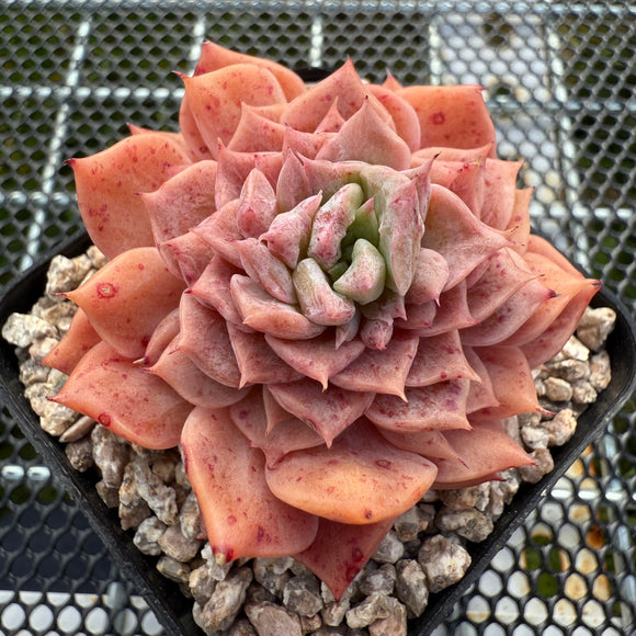 Echeveria 'Seaweed' Monstrose 海苔石化 -- JCC Succulent Plants