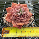 Echeveria 'Seaweed' Monstrose 海苔石化 -- JCC Succulent Plants