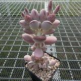 Cotyledon Orbiculata Cv. Short Round Leaf 乒乓福娘 -- JCC Succulent Plants