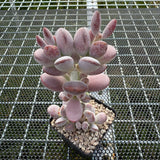 Cotyledon Orbiculata Cv. Short Round Leaf 乒乓福娘 -- JCC Succulent Plants