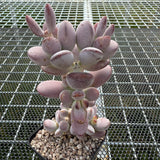 Cotyledon Orbiculata Cv. Short Round Leaf 乒乓福娘 -- JCC Succulent Plants