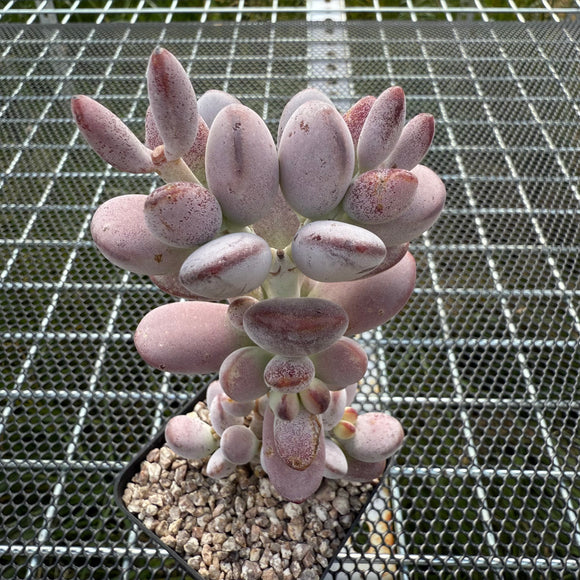 Cotyledon Orbiculata Cv. Short Round Leaf 乒乓福娘 -- JCC Succulent Plants