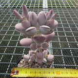 Cotyledon Orbiculata Cv. Short Round Leaf 乒乓福娘 -- JCC Succulent Plants