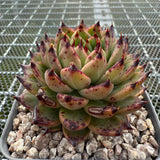 Echeveria Dark Night 黑夜 -- JCC Succulent Plants