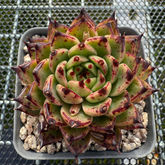 Echeveria Dark Night 黑夜 -- JCC Succulent Plants