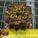 Echeveria Dark Night 黑夜 -- JCC Succulent Plants