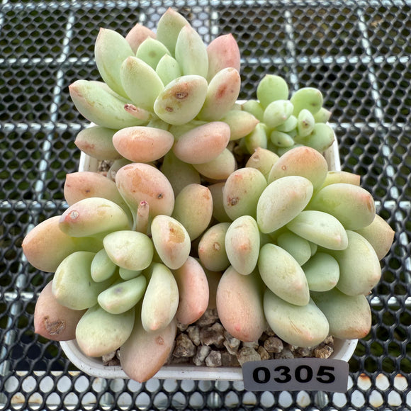 Graptosedum 'Jelly Bean Elf' 糖豆精灵 -- JCC Succulent Plants