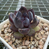 Echeveria 'Super Black Rose' 特黑玫瑰 -- JCC Succulent Plants