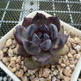 Echeveria 'Super Black Rose' 特黑玫瑰 -- JCC Succulent Plants