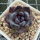 Echeveria 'Super Black Rose' 特黑玫瑰 -- JCC Succulent Plants