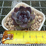 Echeveria 'Super Black Rose' 特黑玫瑰 -- JCC Succulent Plants