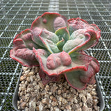 Echeveria Etna 艾特娜 -- JCC Succulent Plants