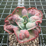 Echeveria Etna 艾特娜 -- JCC Succulent Plants