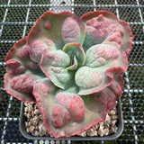 Echeveria Etna 艾特娜 -- JCC Succulent Plants