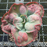 Echeveria Etna 艾特娜 -- JCC Succulent Plants