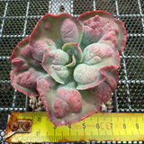 Echeveria Etna 艾特娜 -- JCC Succulent Plants