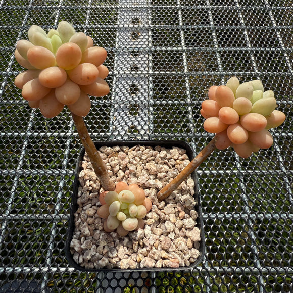 Sedum 'Caviar' 鱼子酱 -- JCC Succulent Plants