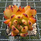 Echeveria 'Honey Pink' 红颜蜜语 -- JCC Succulent Plants