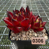 Echeveria Agavoides 'Sarah Bonnie' 莎拉邦妮 -- JCC Succulent Plants