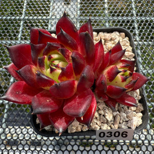 Echeveria Agavoides 'Sarah Bonnie' 莎拉邦妮 -- JCC Succulent Plants