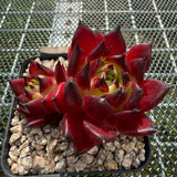 Echeveria Agavoides 'Sarah Bonnie' 莎拉邦妮 -- JCC Succulent Plants