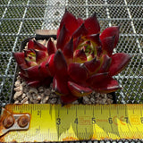 Echeveria Agavoides 'Sarah Bonnie' 莎拉邦妮 -- JCC Succulent Plants