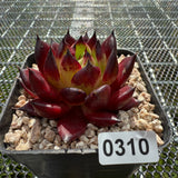 Echeveria Agavoides 'Sarah Bonnie' 莎拉邦妮 -- JCC Succulent Plants