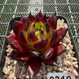 Echeveria Agavoides 'Sarah Bonnie' 莎拉邦妮 -- JCC Succulent Plants