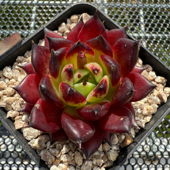 Echeveria Agavoides 'Sarah Bonnie' 莎拉邦妮 -- JCC Succulent Plants